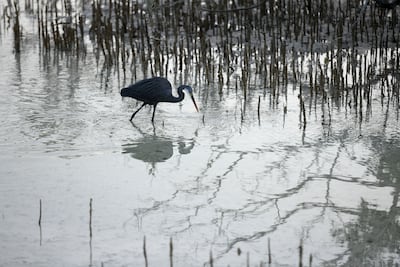 Wildlife like western reef heron can be seen at Jubail Mangrove Park in Abu Dhabi. Khushnum Bhandari / The National