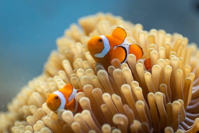 A clown anemonefish on a coral reef in Raja Ampat, Indonesia. Photo: Silverback Films
